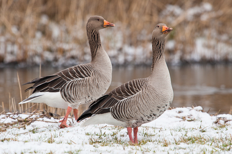 Grauwe gans